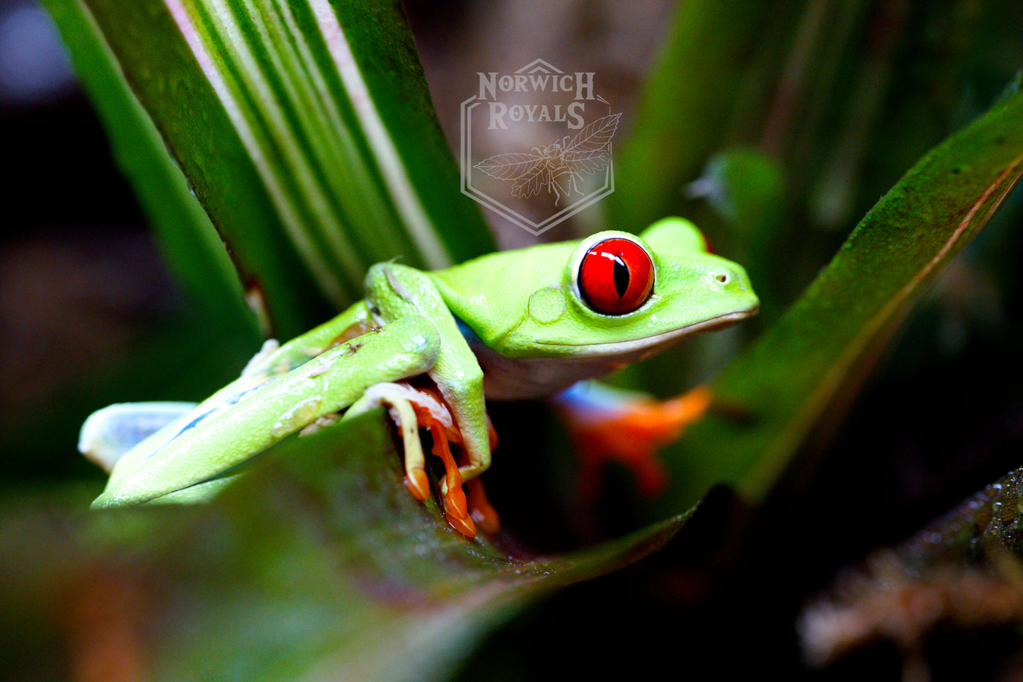Red Eye tree Frog