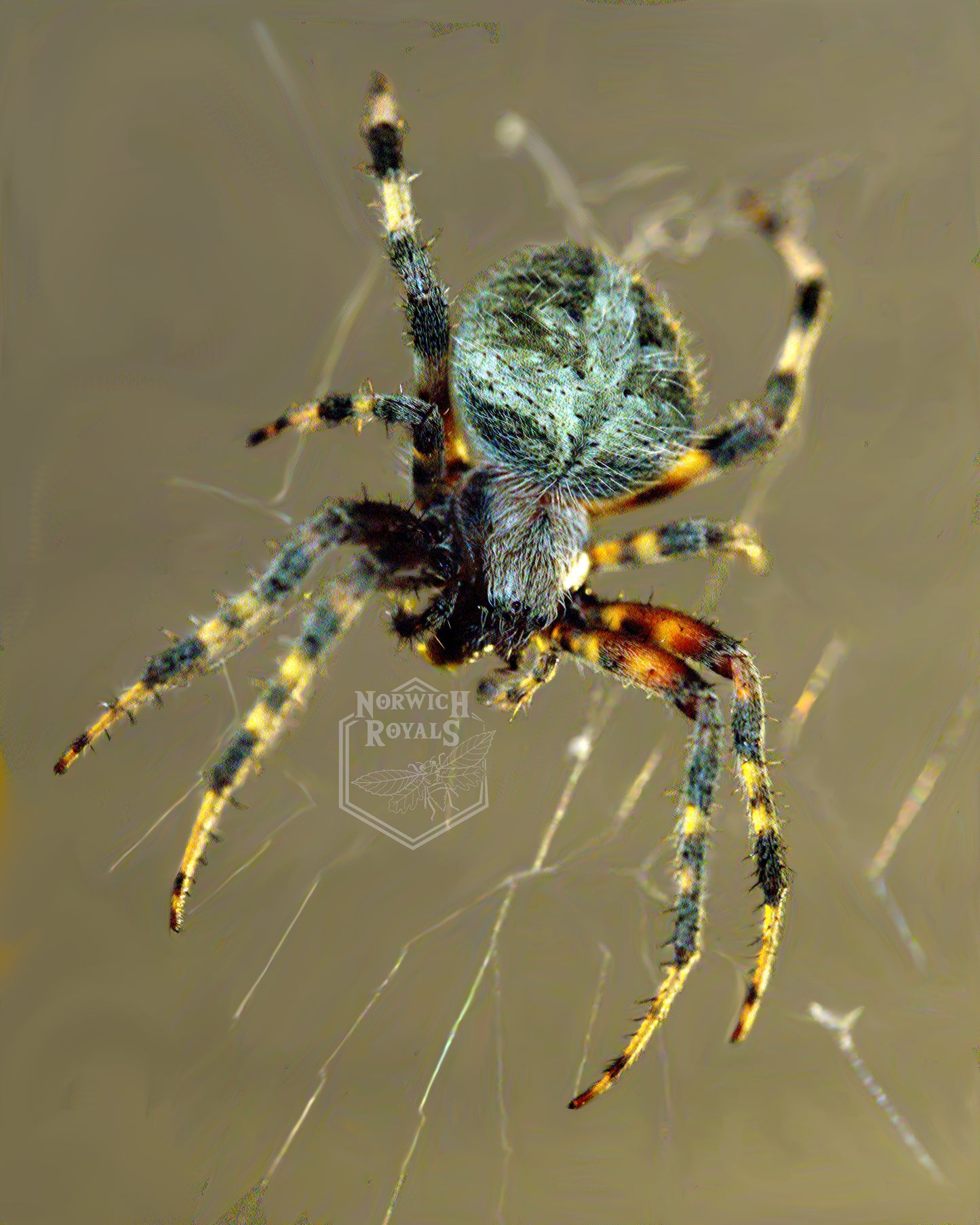 Orb weaver