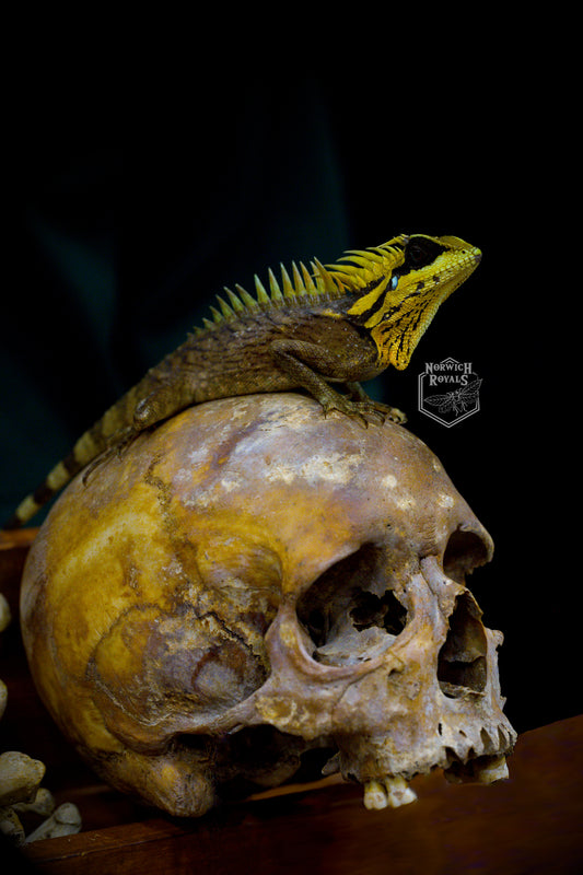 Horned Dragon on skull