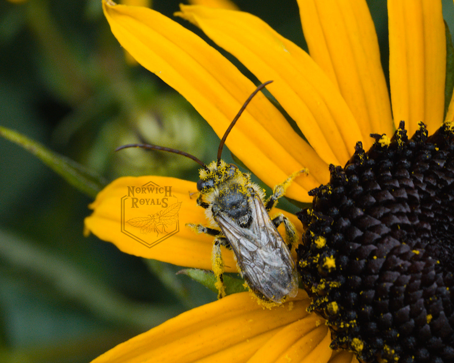 Long horn bee