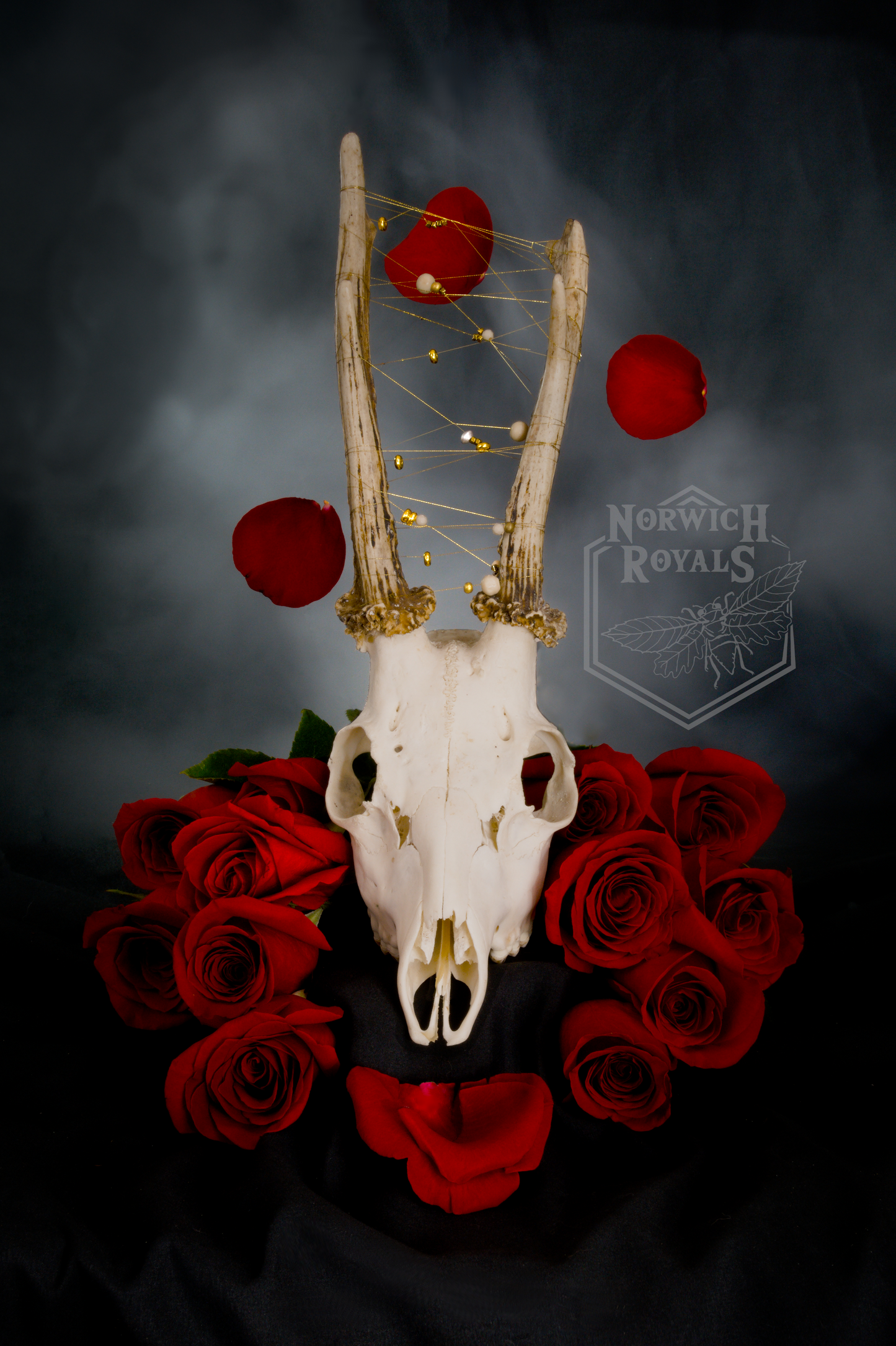 Rosy roe dear